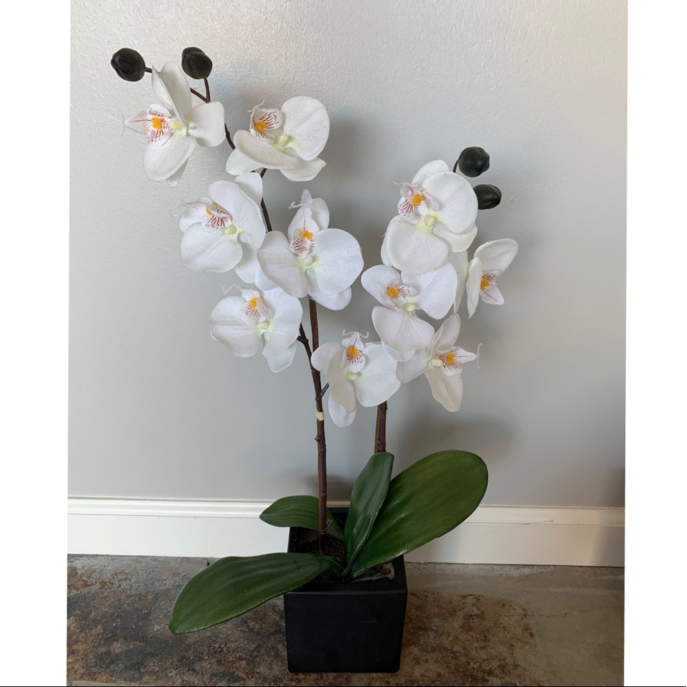 Orchid Plant